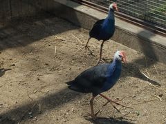 -沈阳森林动物园