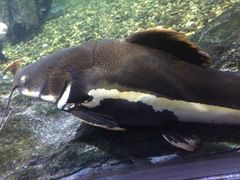 -暹罗海洋世界
