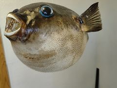 -天正河鲀·河豚亭(大连店)