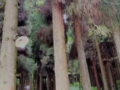 -武陵山森林公园