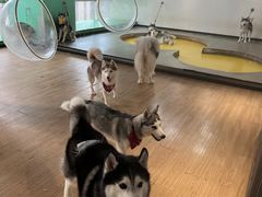 -Husky Go! 哈士奇体验馆·宠物咖啡厅狗咖