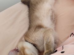 -屋虎猫馆(宝安大仟里店)