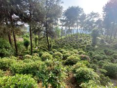 -南山植物园