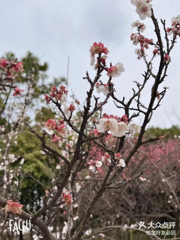 梅花的气味 味道图片