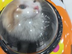 -瑞鹏宠物医院·超声·骨科·奇麟分院(蜀都万达店)