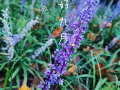 -九里河湿地公园