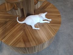 -飞行喵MR PILOT|猫舍·猫咖(静安大融城店)