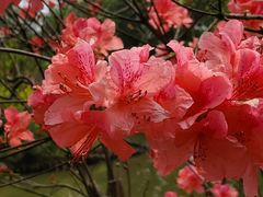 -南汇桃花村