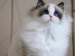 -青奢宠物·青奢猫舍