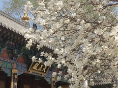 -护国法轮寺