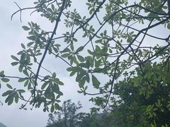 -梧桐山风景名胜区