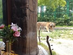 -上海野生动物园老虎餐厅