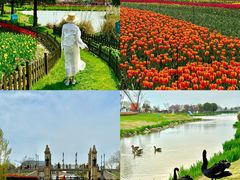 -荷兰花海
