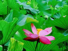 -沐仙湖湿地公园