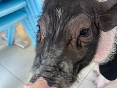 -怪兽屋·羊驼·猫咖·狗咖(俊华广场店)