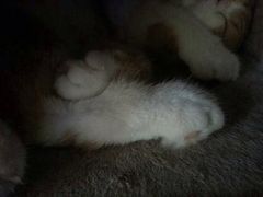 -喵园·猫主题咖啡厅·撸猫·猫咖(国贸店)