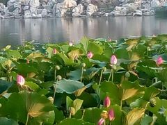 -南戴河国际娱乐中心