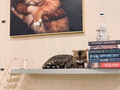 -飞行喵MR PILOT|猫舍·猫咖(静安大融城店)