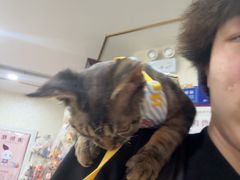 -宠爱国际动物医院·消化内科·心肾内科·ISFM猫友好(望京店)