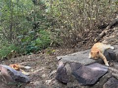 -北京十三陵国家森林公园蟒山景区
