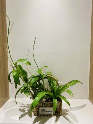 -AiCure 埃可儿·韩国医学皮肤管理