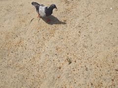 -澳门威尼斯人综合度假区