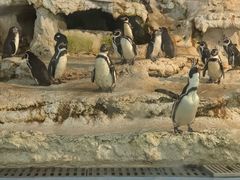 -帝企鹅自助餐厅•儿童岛•真企鹅(长隆企鹅酒店)