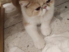 -飞行喵MR PILOT|猫舍·猫咖(静安大融城店)