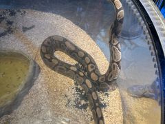 -萌宠奇缘(荣鼎店)