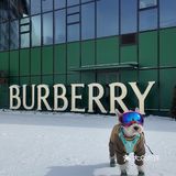 崇礼3月不滑雪🉑喝Burberry☕️攻略