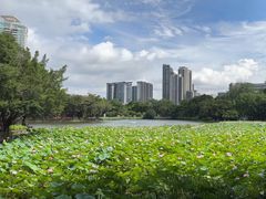 -荔湾湖公园