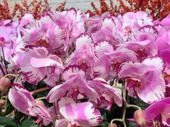 -双季花艺园艺市场(浦东店)