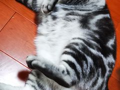 -康乐宝动物医院