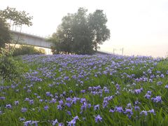 -白鹭湾湿地公园