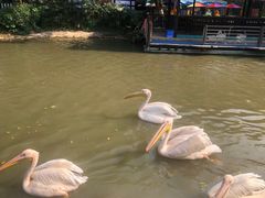 -广州长隆飞鸟乐园