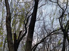 -枫花园汽车电影院(朝阳公园店)