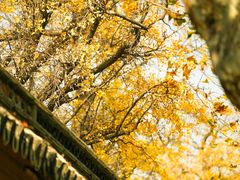 -苏州文庙(姑苏区)