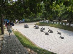 -广东惠东海龟国家级自然保护区