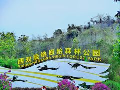 -西双版纳原始森林公园