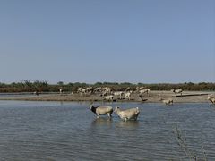 -宁波杭州湾国家湿地公园