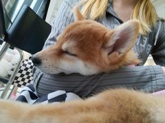 -怪兽屋·羊驼·猫咖·狗咖(俊华广场店)