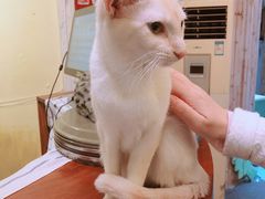 -猫色咖啡·猫咖