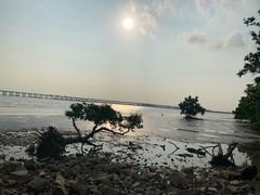 -宝安西湾红树林湿地公园