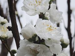 -南汇桃花村