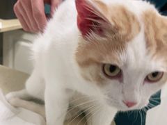 -安安宠医·安宠宠物医院