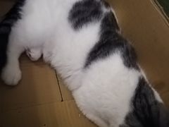 -猫猫幼稚园·撸猫·桌游·电玩