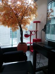 -M Hair造型