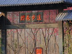 -合肥滨湖国家森林公园