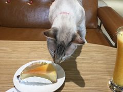 -藏猫猫咖啡主题馆(中央大道店)