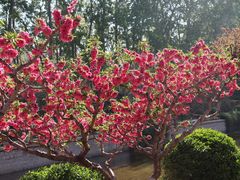 -海棠花溪(元大都城垣遗址公园)
